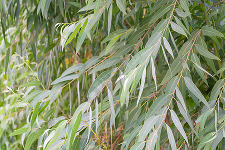 桉树叶坚果背景植物阳光生物学枝条生长丛林白色叶子图片