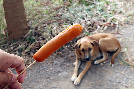 狗和香肠 手拿香肠和棕色狗饿了 饿狗有选择的重点猎犬喜悦小狗家庭宠物舌头犬类盘子夫妻骑士背景图片