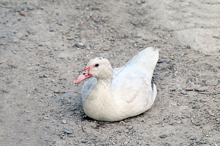 鸭子白 马斯科维鸭趴在地上背景图片