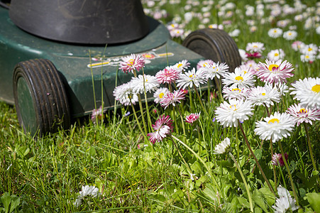 在草坪上献出白金花和粉红春花修剪绿化技术刀具草地季节工作后院工具园林图片