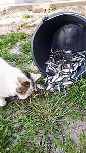 猫吃水桶里的鱼 猫钓鱼海洋牙齿小猫食物乐趣花园友谊鱼汤宠物手表图片