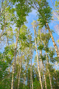夏季自然 有桶场景树木阳光荒野蓝色森林绿色天空叶子环境图片