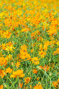 橙柳花花园背景花坛绿色季节植物群场地园艺阳光公园黄色花瓣图片