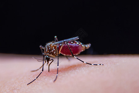 近距离的带条蚊子正在吃人皮肤上的血天线昆虫学幼虫下雨药品载体生物学野生动物疾病老虎图片