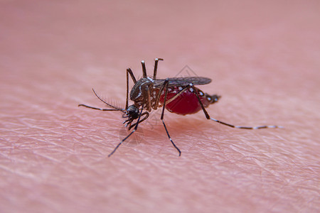 近距离的带条蚊子正在吃人皮肤上的血下雨昆虫载体动物老虎漏洞疾病野生动物登革热危险背景图片