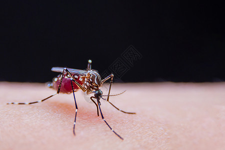 近距离的带条蚊子正在吃人皮肤上的血昆虫登革热野生动物害虫宏观笨蛋幼虫老虎漏洞发烧图片