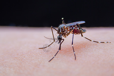 近距离的带条蚊子正在吃人皮肤上的血宏观害虫动物登革热笨蛋昆虫老虎疟疾漏洞下雨图片
