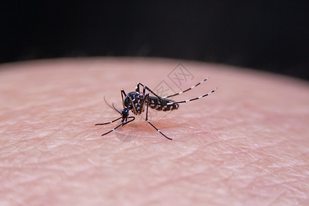 近距离的带条蚊子正在吃人皮肤上的血笨蛋蚊科载体药品幼虫天线老虎吮吸伊蚊野生动物图片