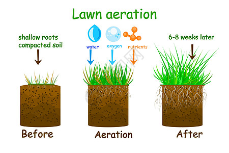 草坪曝气阶段插图 曝气前后说明园林绿化土壤园艺公司草地服务设计师绿地图片