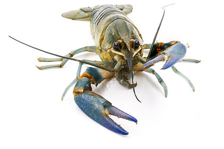 白背景的龙虾或龙虾 或者龙虾动物营养甲壳海鲜生活蓝色白色美食天线尾巴图片
