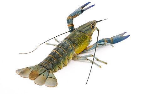 白背景的龙虾或龙虾 或者龙虾生活天线营养蓝色动物尾巴野生动物美食食物绿色图片