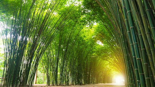 有阳光的竹子树森林树叶绿色旅行绿色植物环境太阳木头花园公园背景图片