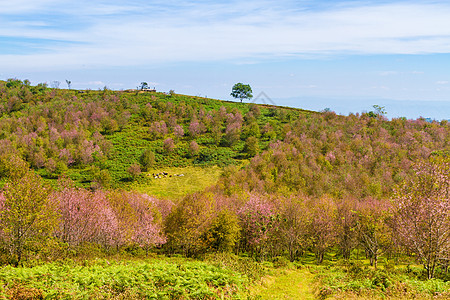 樱花在泰国Phitsanulok省的Phu Lom Lo山上开花蓝色场景花园木头树木天空山脉奶牛植物季节图片