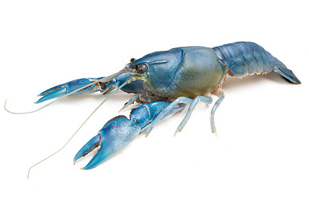 白底蓝龙虾切拉克斯毁灭器宠物甲壳动物群动物螃蟹野生动物生活小龙虾螯虾淡水图片