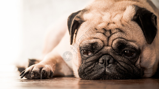 近距离的可爱狗狗 躺在家里木地板上睡眠悲伤朋友长椅说谎动物犬类棕色小狗皱纹图片