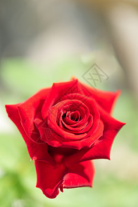 美丽的红玫瑰花朵花在花园中 绿色模糊的后院园艺环境衬套公园植物群玫瑰季节树叶植物叶子图片