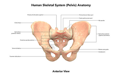 人类骨骼系统用标签剖解侧观描述图片