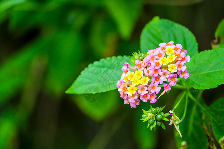 花朵在花园中开花 色彩多彩季节花瓣公园植物学园艺灌木树篱植物草本植物橙子图片