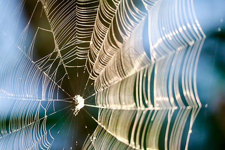 模糊蜘蛛网以操纵将猎物困在 gar 的树上宏观丝绸几何学蓝色珠子蛛网薄雾天空昆虫水滴图片