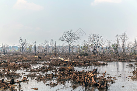 Indochina 发现柬埔寨吴哥丛林考古学收获甘蔗湿地森林池塘荒野寺庙生态高棉语图片