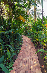 热带丛林中的足迹是用石头铺的图片