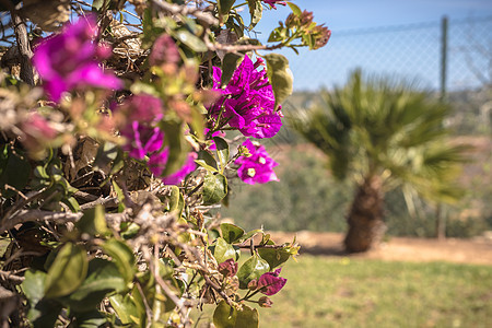 阳光明媚的冬日 花朵紫色植物群边界栅栏植物植物学墙纸热带灌木衬套图片