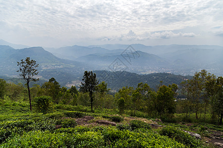 斯里兰卡的绿茶芽和新鲜叶子山坡热带衬套生态植物全景高地丘陵栽培农场图片