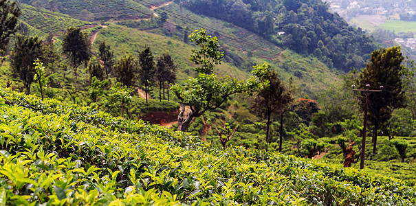 斯里兰卡的景观茶叶种植场高地场景全景土地热带生态场地山坡爬坡衬套图片