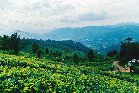 绿色茶叶种植园景观场景生态场地土地爬坡全景山坡农业季节茶园图片