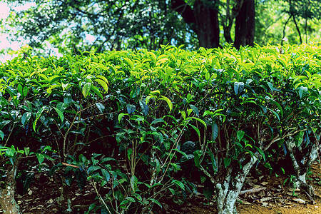 斯里兰卡附近茶叶种植园的美景农业土地场地全景阳台场景植物爬坡栽培生态图片