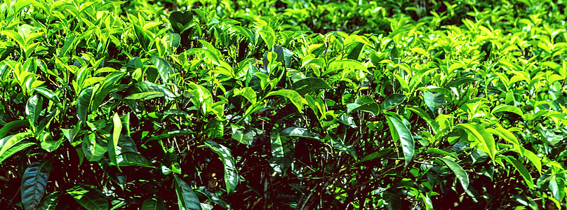 斯里兰卡的景观茶叶种植场植物阳台爬坡农业叶子栽培山坡场景场地全景图片