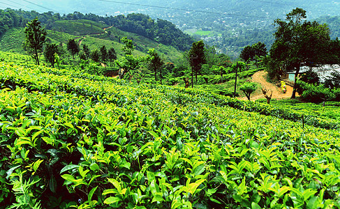 斯里兰卡的景观茶叶种植场茶园山坡植物场地全景丘陵叶子热带农场种植园图片
