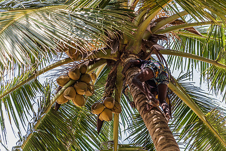爬上可可椰子棕榈树树干的人水果阴影棕榈植物木头生长椰子森林热带可可图片
