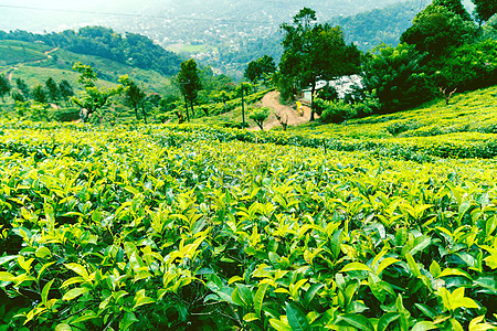 绿色茶叶种植园景观叶子丘陵场地山坡农场全景土地阳台生长收成图片