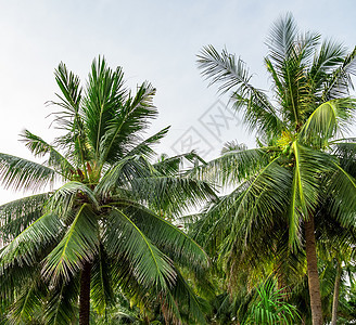 棕椰子树图片