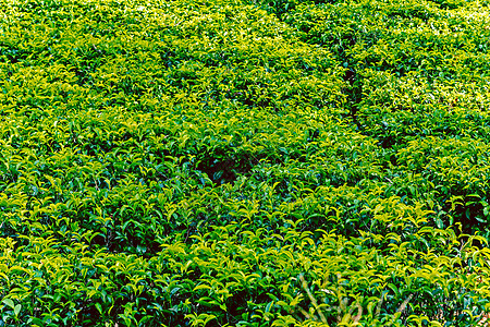 斯里兰卡的景观茶叶种植场丘陵栽培爬坡收成衬套高地山坡植物草本植物场景图片