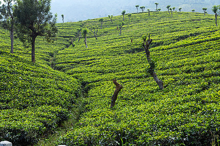 斯里兰卡的锡兰绿色茶叶田图片