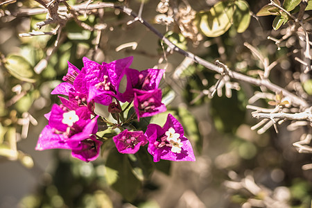 阳光明媚的冬日 花朵植物学灌木植物藤蔓衬套植物群紫色叶子热带墙纸图片