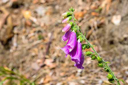 紫色狐雨花野花植物花瓣阳光植物学国家药品植物群花园草本植物图片