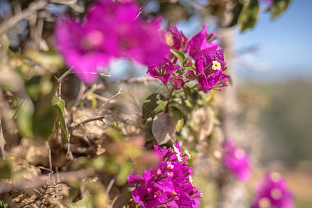 阳光明媚的冬日 花朵灌木边界植物花园植物群墙纸紫色植物学叶子热带图片
