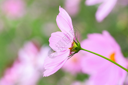 Dianthus 花花宏花园红色石竹白色背景图片