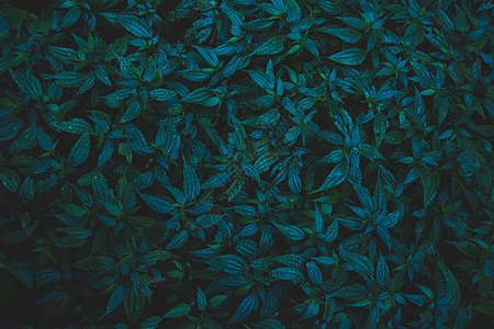 自然背景假绿色叶子树叶热带背景图片