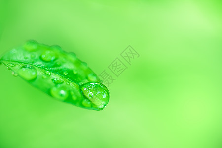 叶子在模糊的绿色植物 b 上特写绿叶的自然观植物公园绿色季节背景树叶环境墙纸生长花园图片