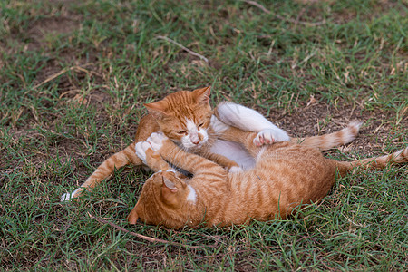 两只红猫家庭动物爪子小猫兄弟跑步乐趣橙子游客哺乳动物图片