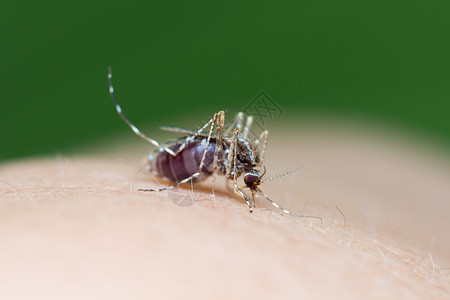 近距离的有色蚊子在吃人体皮肤上的血害虫动物异国天线伊蚊蚂蚁发烧野生动物笨蛋幼虫图片