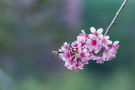 大型花朵樱花背景图片