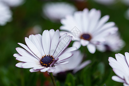 Dianthus 花花宏石竹红色白色花园背景图片