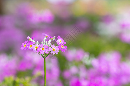 Dianthus 花花宏花园白色红色石竹图片