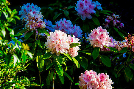 灌木 与美丽的粉红色花的特写照片园艺植物叶子绿色粉色植物群季节红色花园图片