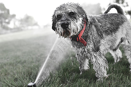 训狗器湿湿的宠物Schnauzer狗狗狗玩水 在炎热的夏日从喷洒器中饮水哺乳动物洒水器小狗活动犬类狗嘴毛皮公园打扫牙齿背景